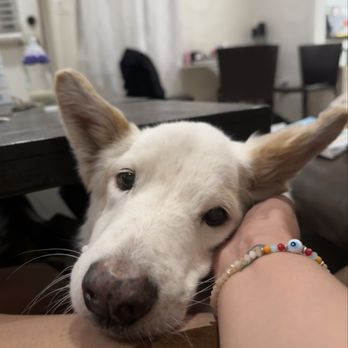 Luna Veterinary Care - Pet Hospice Near Me