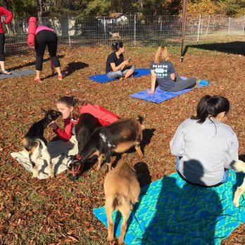 Hux Family Farm - Goat yoga - Yoga Near Me - Durham, North Carolina Hux Family Farm - Goat yoga - Yoga Near Me - Durham, North Carolina
