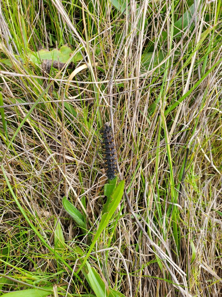 San Bruno Mountain Watch Logo