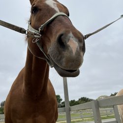 Ivey Ranch Park Riding Academy