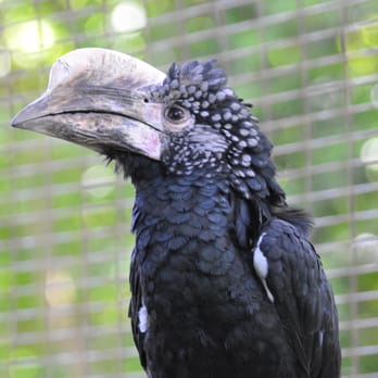 Tropical Birdland - Zoos Near Me - Leicester, LEC Tropical Birdland - Zoos Near Me - Leicester, LEC