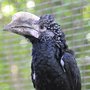 Photo of Tropical Birdland