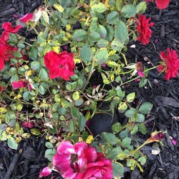Landmarks Nursery - red roses in a black pot - Landscaping Near Me - Richmond Hill, Georgia Landmarks Nursery - red roses in a black pot - Landscaping Near Me - Richmond Hill, Georgia