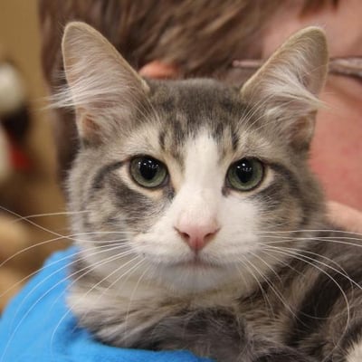 Helotes Humane Society