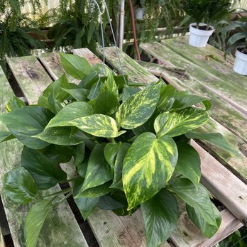 Instant Jungle - Pothos that I purchased - Nurseries & Gardening Near Me - Orange, California