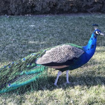 Granite Creek Vineyards - Our little Pretty friend - Wineries Near Me - Chino Valley, Arizona