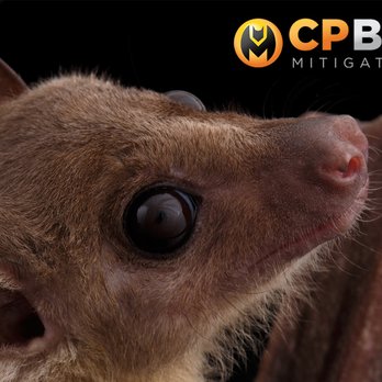 CP Bat Mitigation - Wildlife Control Near Me - Omaha, Nebraska CP Bat Mitigation - Wildlife Control Near Me - Omaha, Nebraska