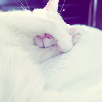 Bella Pet Sitting - Cats of Bella Pet Sitting. The mascot, Beso. - Pet Sitting Near Me Bella Pet Sitting - Cats of Bella Pet Sitting. The mascot, Beso. - Pet Sitting Near Me