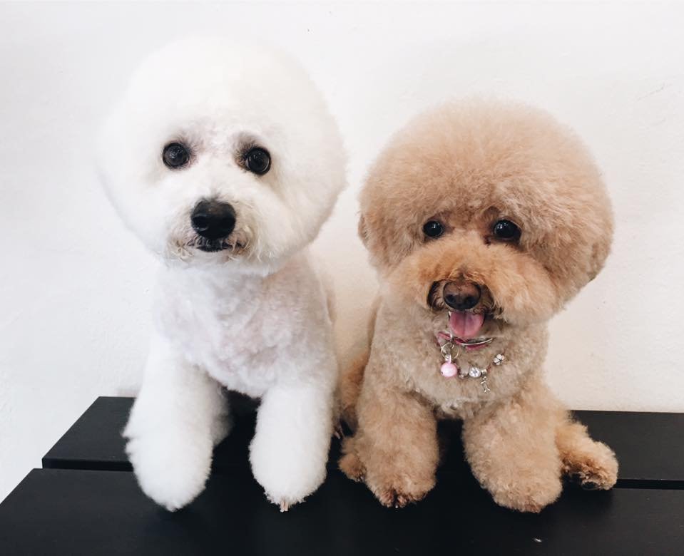 THE WICKED WAG Pet Sitting 77 Indus Rd, Singapore, Singapore