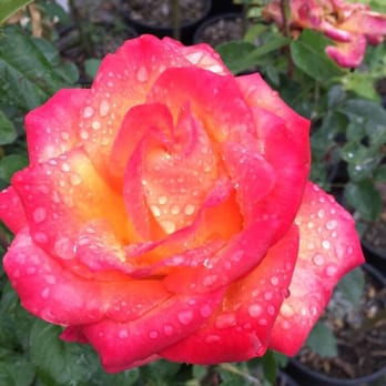 Rodriguez Nursery - Nurseries & Gardening Near Me - Chino, California