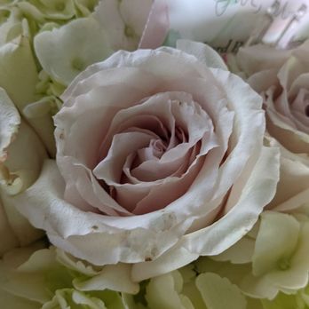 Lord Baltimore Florist - Brown spots on the roses - Florists Near Me - Baltimore, Maryland Lord Baltimore Florist - Brown spots on the roses - Florists Near Me - Baltimore, Maryland