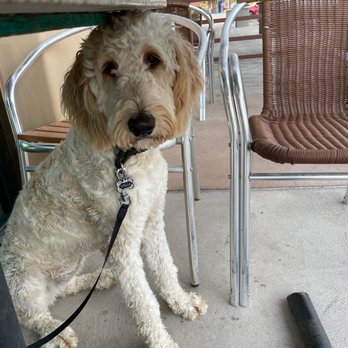 Senor Taco Express - Dogs allowed on the patio - Mexican Near Me - Scottsdale, Arizona Senor Taco Express - Dogs allowed on the patio - Mexican Near Me - Scottsdale, Arizona