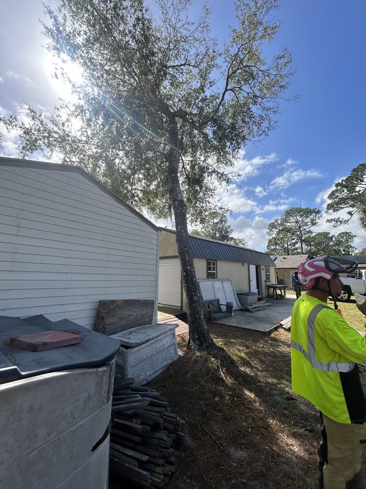 50 DOLLAR PALM TREE GUY Updated November 2024 14 Photos South