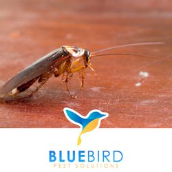 Bluebird Pest Solutions