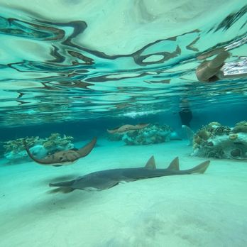 Discovery Cove - Amusement Parks Near Me - Orlando, Florida