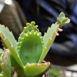 PalmBuddha - Mother of Thousands