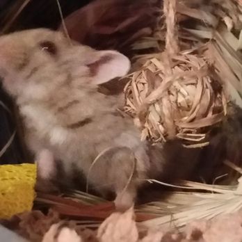 PetSmart - Montel being soft and cute. - Pet Stores Near Me - Wheaton, Illinois PetSmart - Montel being soft and cute. - Pet Stores Near Me - Wheaton, Illinois