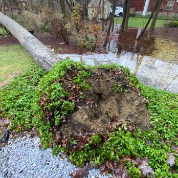 Hall's Tree Care - Oak tree - Tree Services Near Me