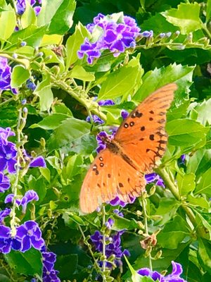 Four Mile Cove Ecological Preserve by null