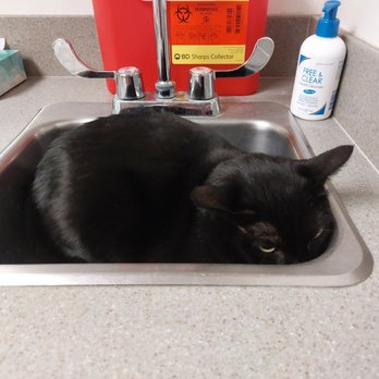 VCA CHATOAK ANIMAL HOSPITAL Updated May 2025 104 Photos 393 Reviews 17659 Chatsworth St Granada Hills California Veterinarians Phone Number Yelp