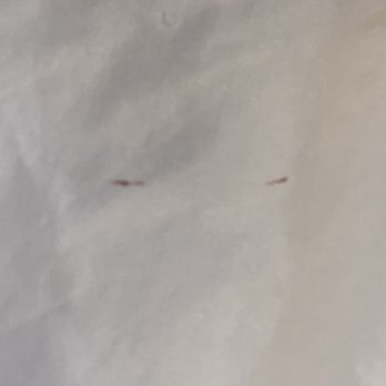 Quality Inn & Suites - This grossed us out the most. BLOOD on the sheet!! - Hotels Near Me - Hannibal, Missouri