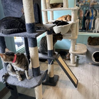 Toe Beans And Dreams Adoption Cafe - Adult cats - Pet Adoption Near Me - Aiea, Hawaii Toe Beans And Dreams Adoption Cafe - Adult cats - Pet Adoption Near Me - Aiea, Hawaii