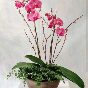 Bella Florals and More - Florists Near Me - Marco Island, Florida Bella Florals and More - Florists Near Me - Marco Island, Florida