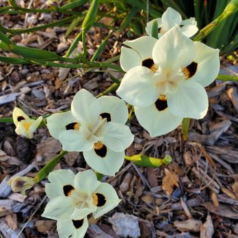 Cloisters Park - Fortnight Lily - African Iris (Dietes Bicolor).  27 May 2020 - Playgrounds Near Me - Morro Bay, California