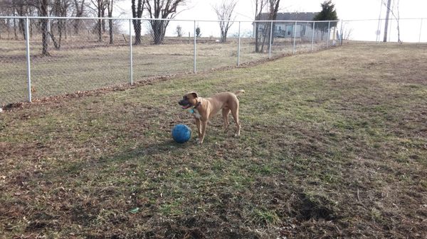 elkhound ranch kennel