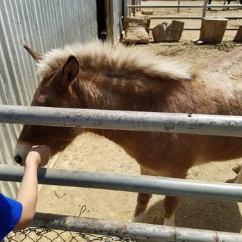 Montebello Barnyard Zoo - Petting Zoos Near Me - Montebello, California Montebello Barnyard Zoo - Petting Zoos Near Me - Montebello, California