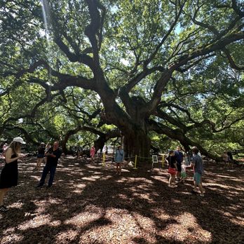 Angel Oak - Parks Near Me - Johns Island, South Carolina Angel Oak - Parks Near Me - Johns Island, South Carolina