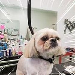 Fluffy Dog Cozy Cat Salon - untitled