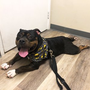 aloha affordable veterinary