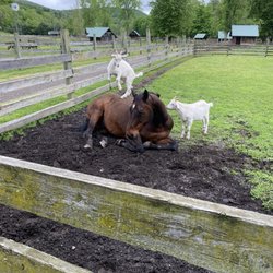 Farmland Animal Park - Baby goats jumping on horse