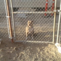 High Desert Taxi - ALSO SERVING PETS FOR THERE VET APPOINTMENTS