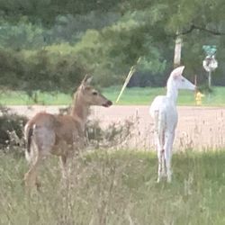 City of Marquette - Albino Deer out for a walk with a buddy near Campus