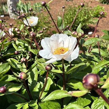 Adelman Peony Gardens - Nurseries & Gardening Near Me - Salem, Oregon