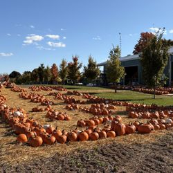 Allison's Farm Market - Allison's Farm Market Pumpkin Patch