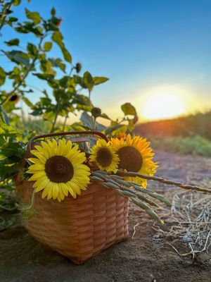 Dutch Hollow Farms by null