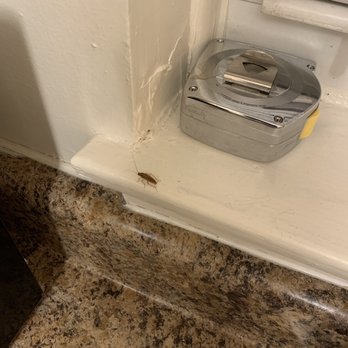 Horizon Realty Group - Roach in the kitchen - Property Management Near Me - Chicago, Illinois