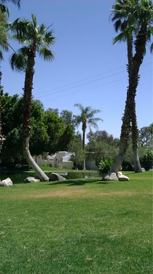 Two Bunch Palms by null