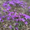 Highline SeaTac Botanical Garden gift card