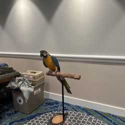 Margaritaville Resort Cape Cod