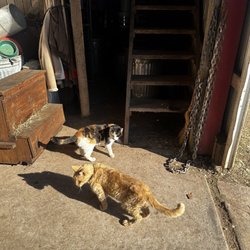 Good Luck Stables - Barn kittys