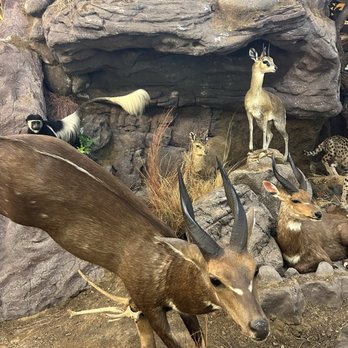 Harber Wildlife Museum - Museums Near Me - Sherman, Texas Harber Wildlife Museum - Museums Near Me - Sherman, Texas