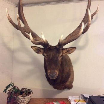 Bartlett's Wildlife Artistry Taxidermy - 5 X 5 Elk Mount - Taxidermy Near Me - Dallas, Pennsylvania Bartlett's Wildlife Artistry Taxidermy - 5 X 5 Elk Mount - Taxidermy Near Me - Dallas, Pennsylvania