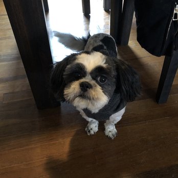 Bow-Wow Boutique - Pet Sitting Near Me - Wheeling, West Virginia Bow-Wow Boutique - Pet Sitting Near Me - Wheeling, West Virginia