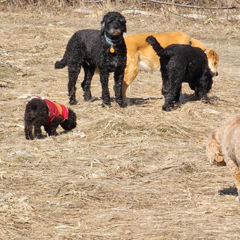 Happiest Paws In Town - Dog Walkers Near Me - Haydenville, Massachusetts Happiest Paws In Town - Dog Walkers Near Me - Haydenville, Massachusetts