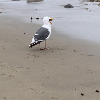 Pescadero State Beach - Seagull having a mussel for lunch. - Beaches Near Me - Pescadero, California