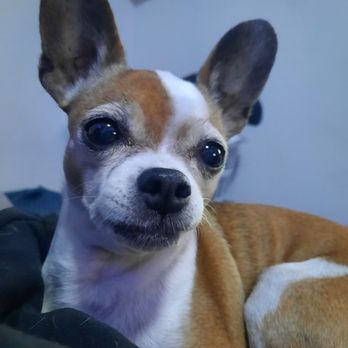 Horizon - Makayla - Pet Cremation Services Near Me - Phoenix, Arizona Horizon - Makayla - Pet Cremation Services Near Me - Phoenix, Arizona